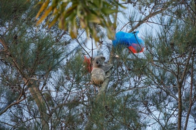 A stubborn koala in our back yard